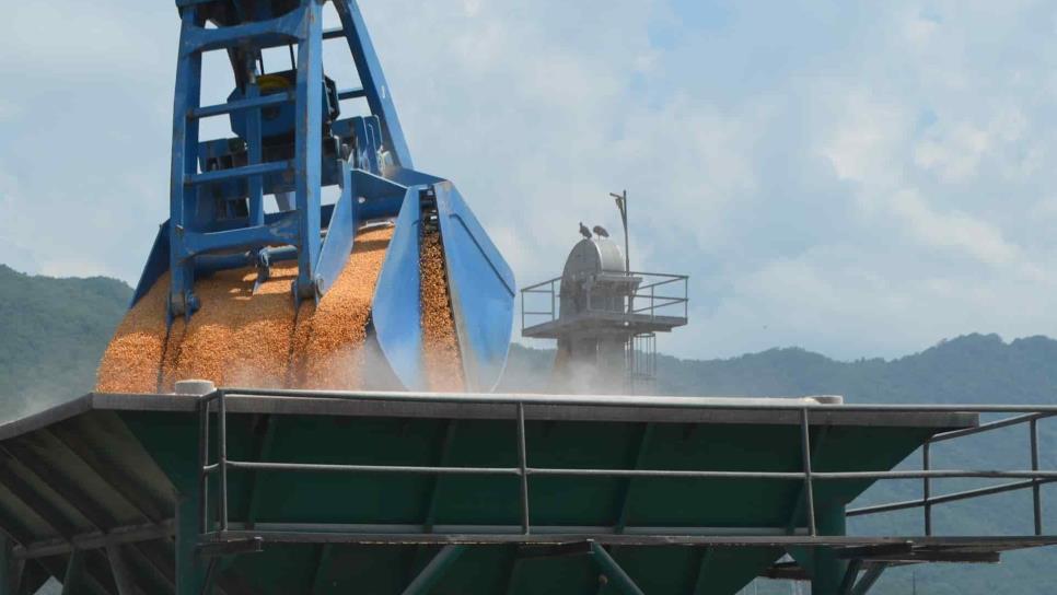 Asegurados $4 mil 150 por tonelada de maíz: Tarriba