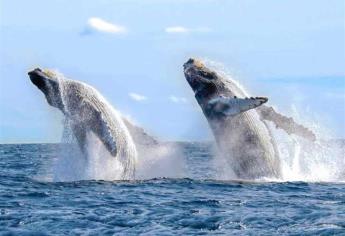 El Museo de la Ballena llegará a San José del Cabo