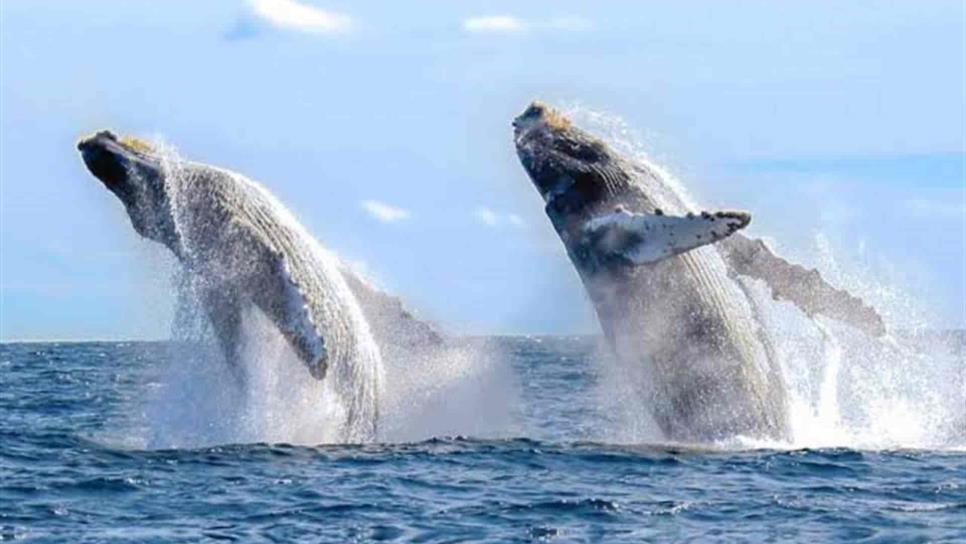 El Museo de la Ballena llegará a San José del Cabo