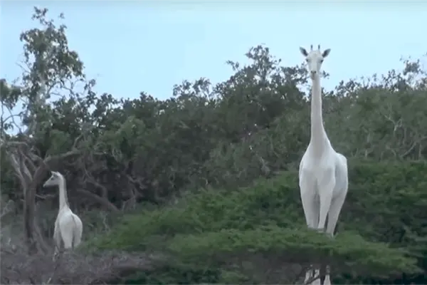 Muerte de raras jirafas blancas por cazadores furtivos causa indignación Muerte de raras jirafas blancas por cazadores furtivos causa indignación