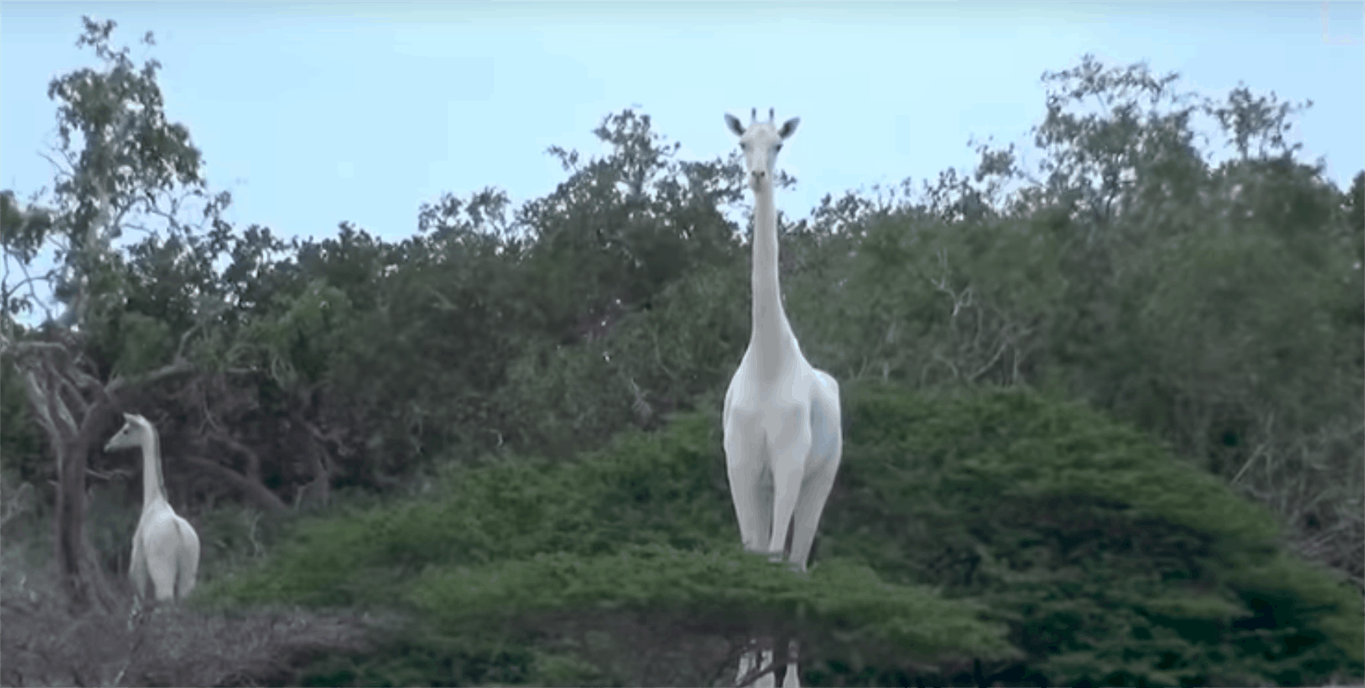 Muerte de raras jirafas blancas por cazadores furtivos causa indignación