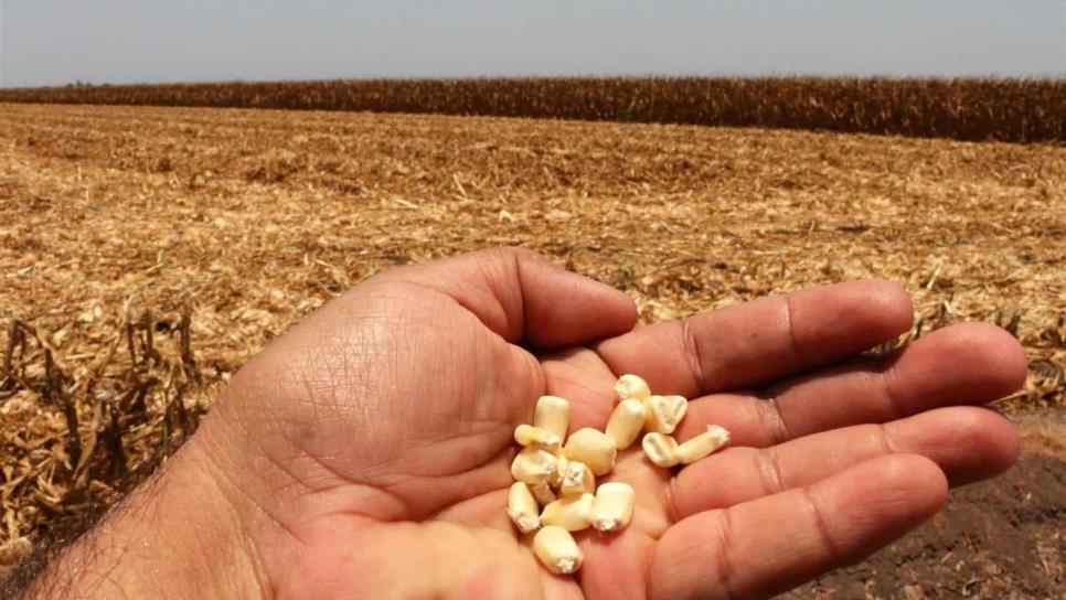 México da un paso a favor del maíz transgénico