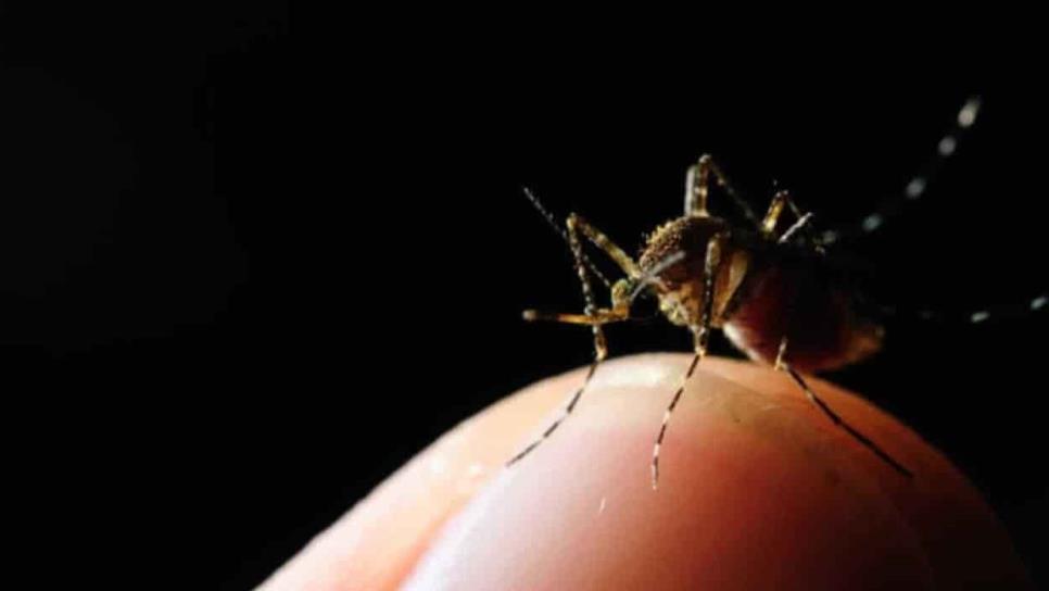 Contagios de dengue en El Fuerte no dan tregua, se mantienen cifras de alerta