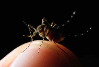 Sinaloa registra 75 casos de dengue: Secretario de Salud