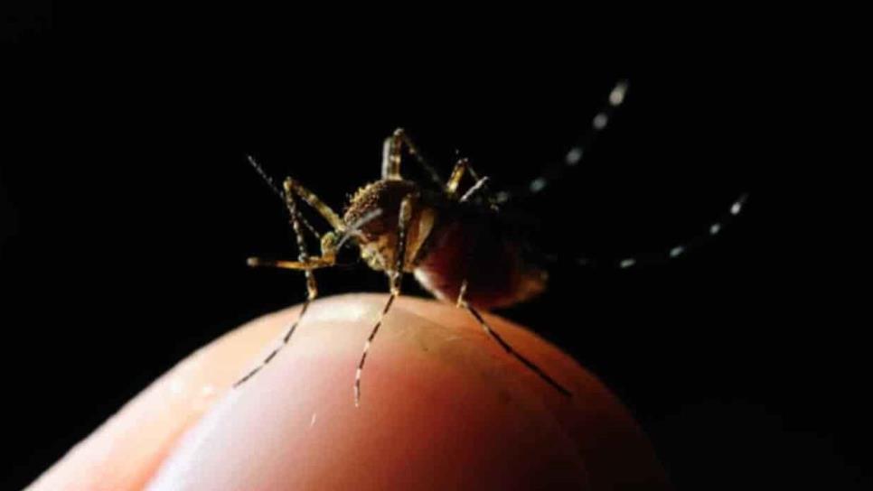 Sinaloa registra 75 casos de dengue: Secretario de Salud