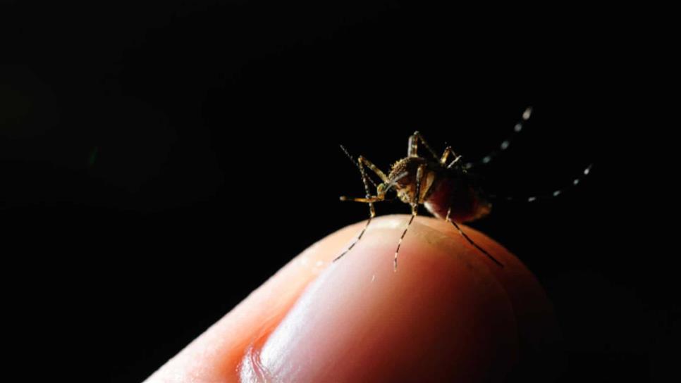 Incrementan casos de dengue en Sinaloa