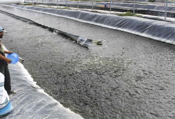 Productores de camarón en Sinaloa piden electrificación para granjas acuícolas