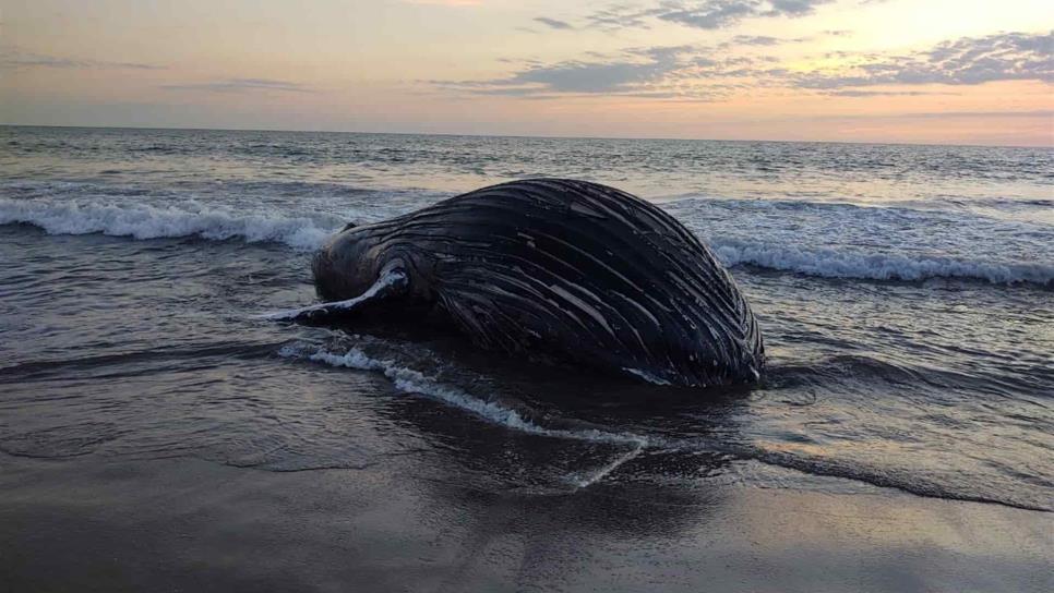 Hallan ballena muerta en playa de Escuinapa