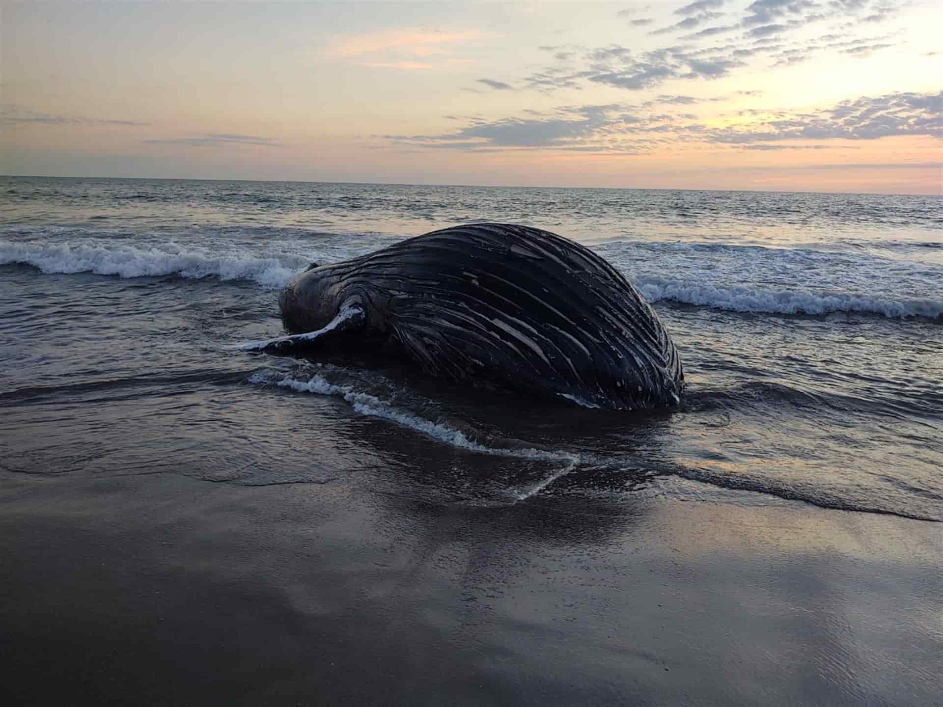 Hallan ballena muerta en playa de Escuinapa