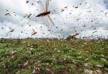 Peligrosa plaga de langostas llega a Arabia Saudita y países de Asia