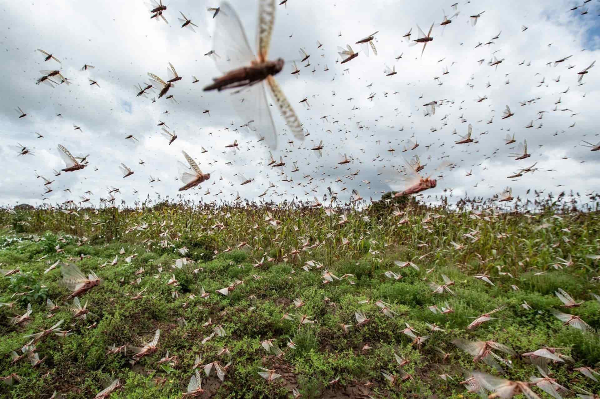 Peligrosa plaga de langostas llega a Arabia Saudita y países de Asia