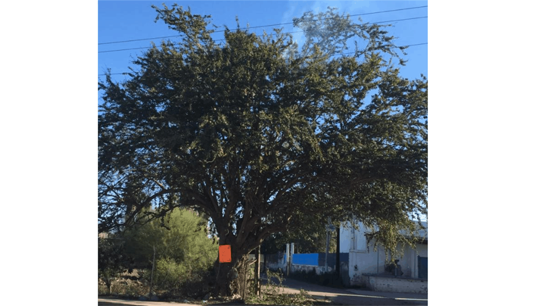 Podaba árbol y sufre descarga eléctrica, en el Águila Azteca