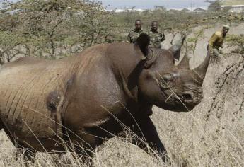 Población de rinoceronte negro se recupera