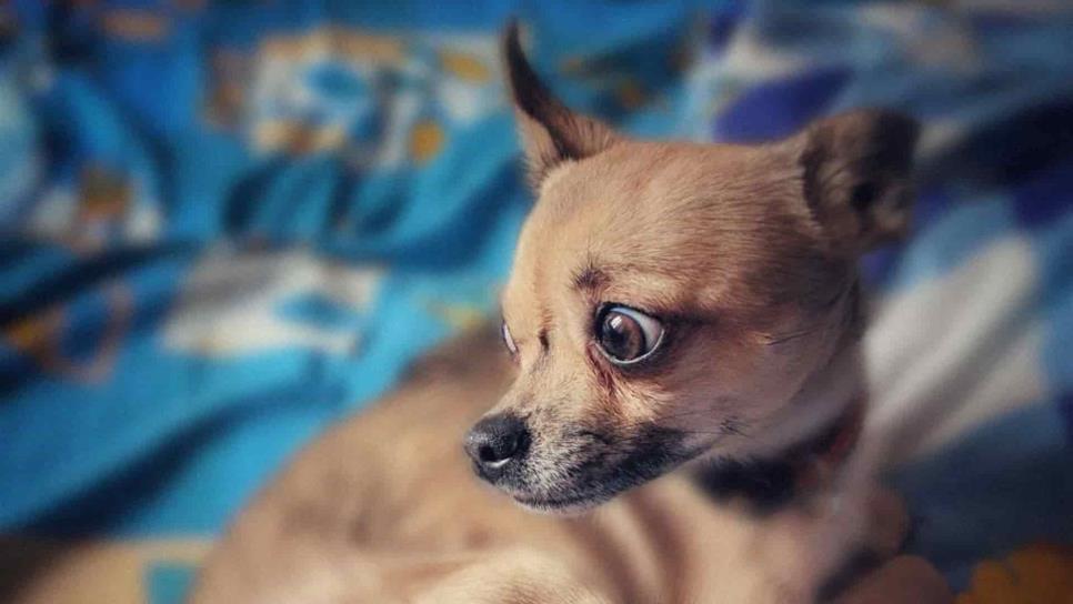 Cómo cuidar a tu mascota durante la cuarentena Cómo cuidar a tu mascota durante la cuarentena