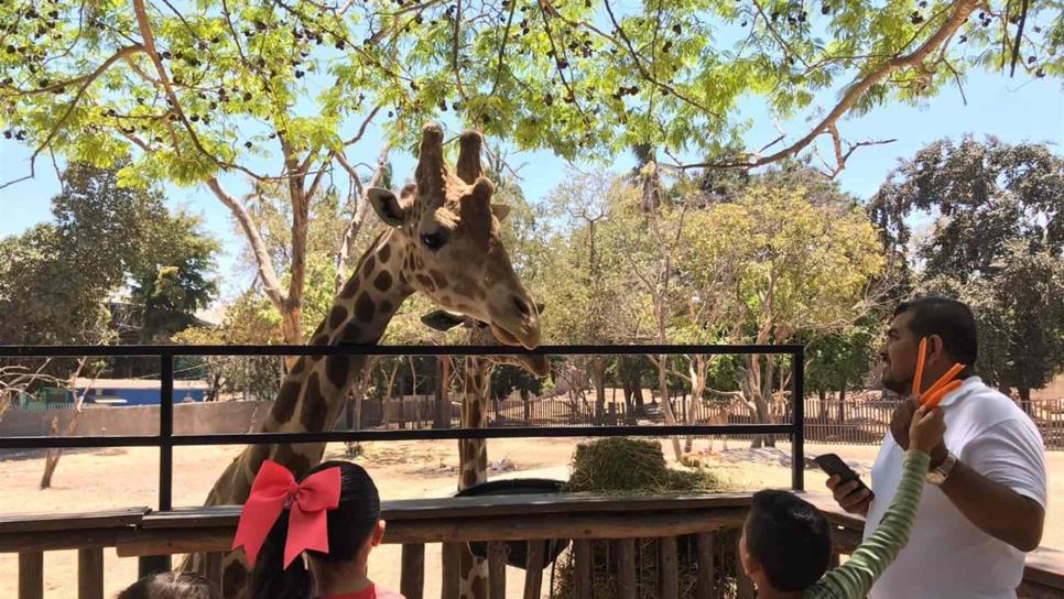 Zoológico de Culiacán seguirá abierto al público