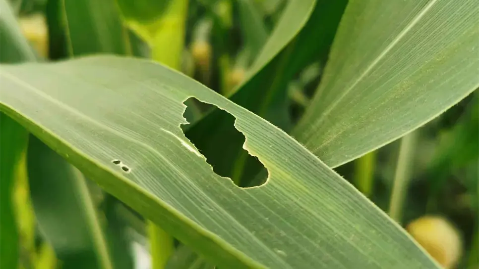 FOTO: Danira Rodríguez.