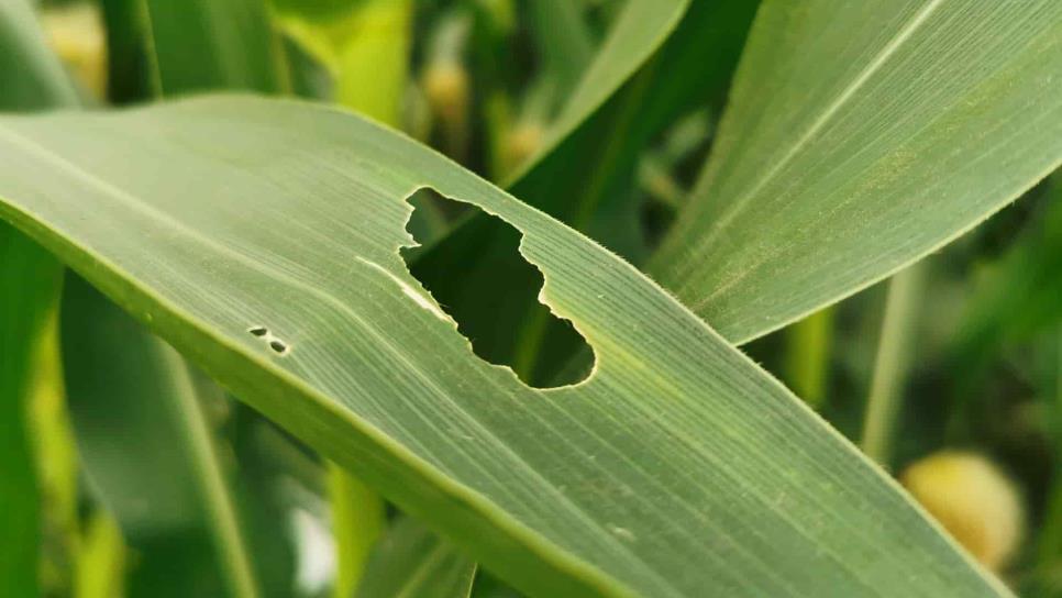 Insectos, una gran forma de controlar plagas