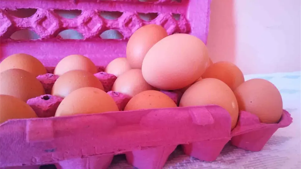 Avicultores donan un millón de huevos cada 15 días a Segalmex