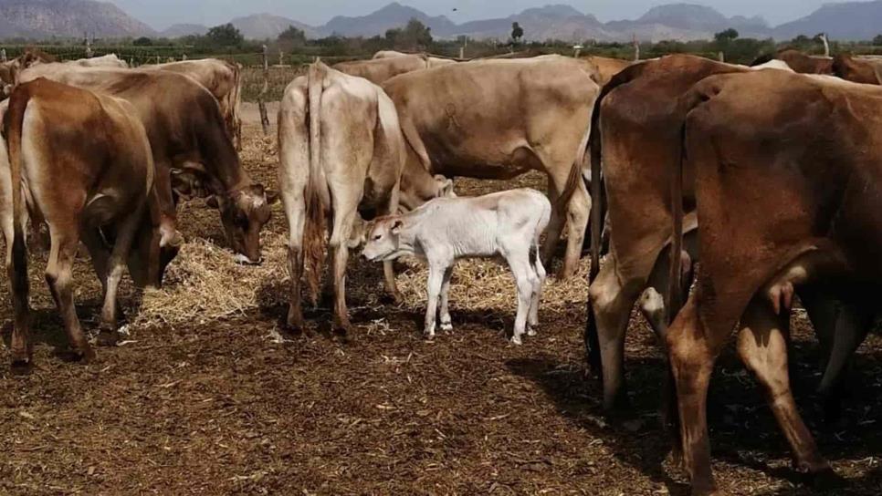 Coronavirus frena la exportación de ganado: Bismarck Orduño