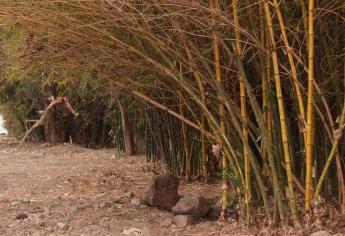 Inicia Medio Ambiente procedimiento por caso de bambús de Los Almendros