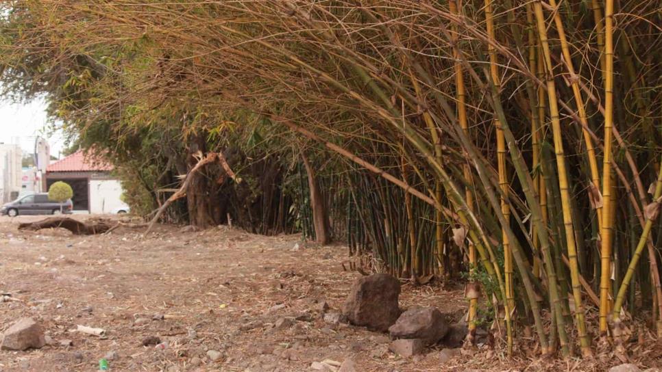Inicia Medio Ambiente procedimiento por caso de bambús de Los Almendros