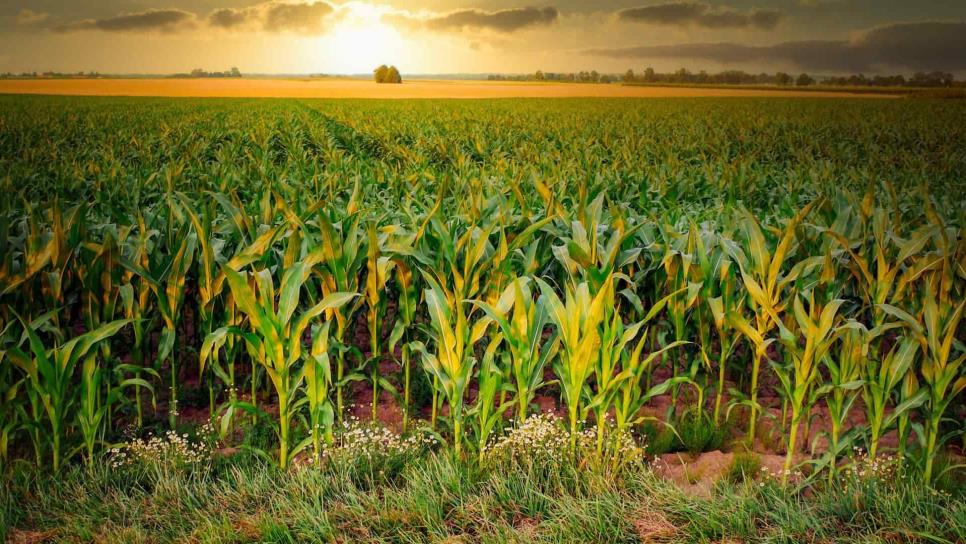Bajan precios a futuro de maíz y trigo