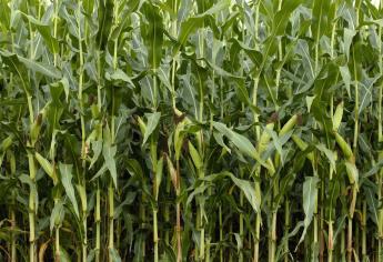 Covid-19 genera incertidumbre en próximo ciclo agrícola: UFIC