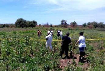 Matan tres en plantío de amapola, en Mocorito
