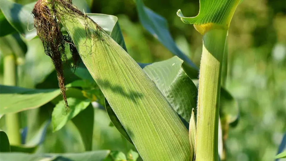 Continúa la racha alcista del maíz