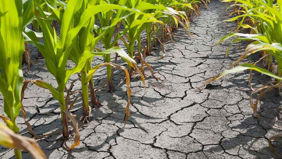 Buscan desarrollar cultivos resistentes a sequía sin afectar rendimiento