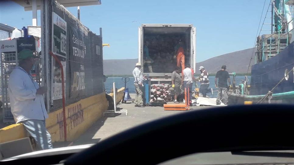 Denuncian que embarcación transportaba gran cantidad de marlin y pez vela en Topolobampo