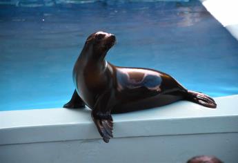 Responden niños ante convocatoria de Acuario Mazatlán