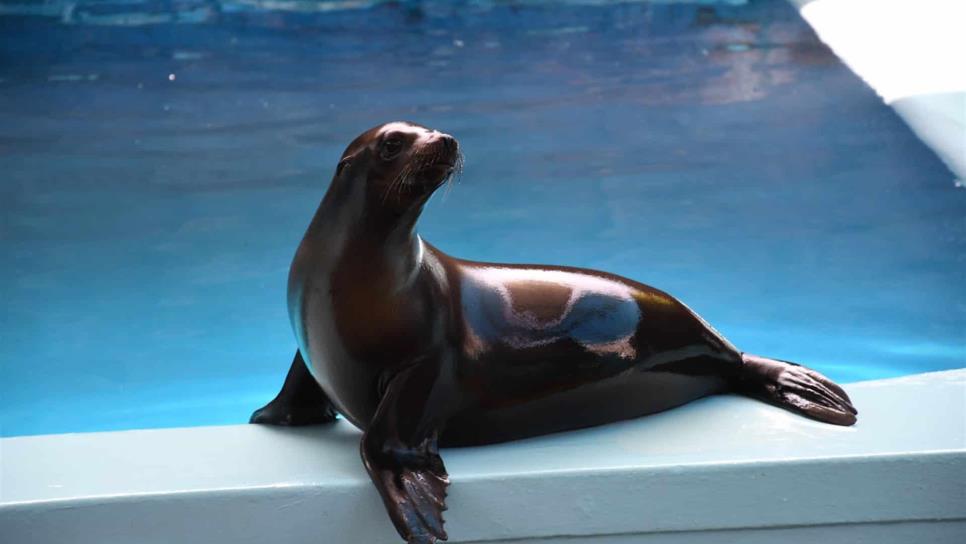 Responden niños ante convocatoria de Acuario Mazatlán