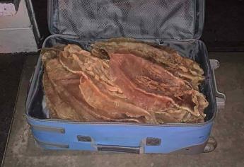 Aseguran 66 buches de totoaba en Mazatlán