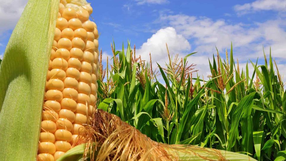 Al 25 % cosecha de maíz en Estados Unidos