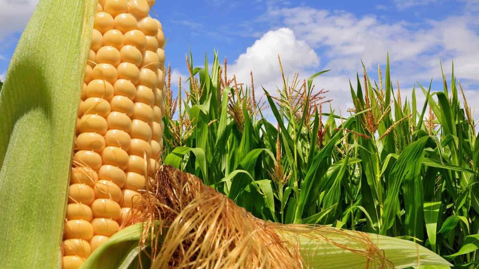 Producción de EUA presiona precio de maíz