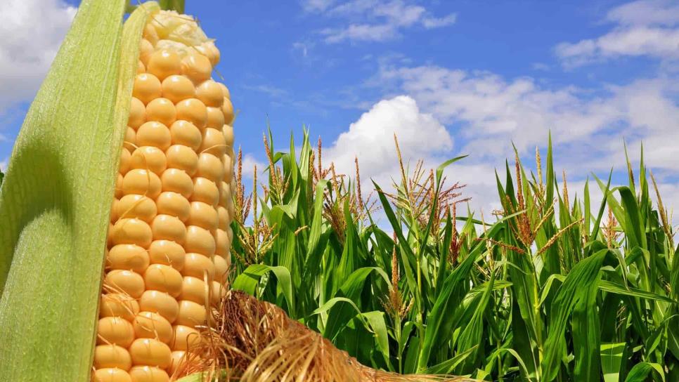 Sinaloa requiere apoyo adicional para el maíz