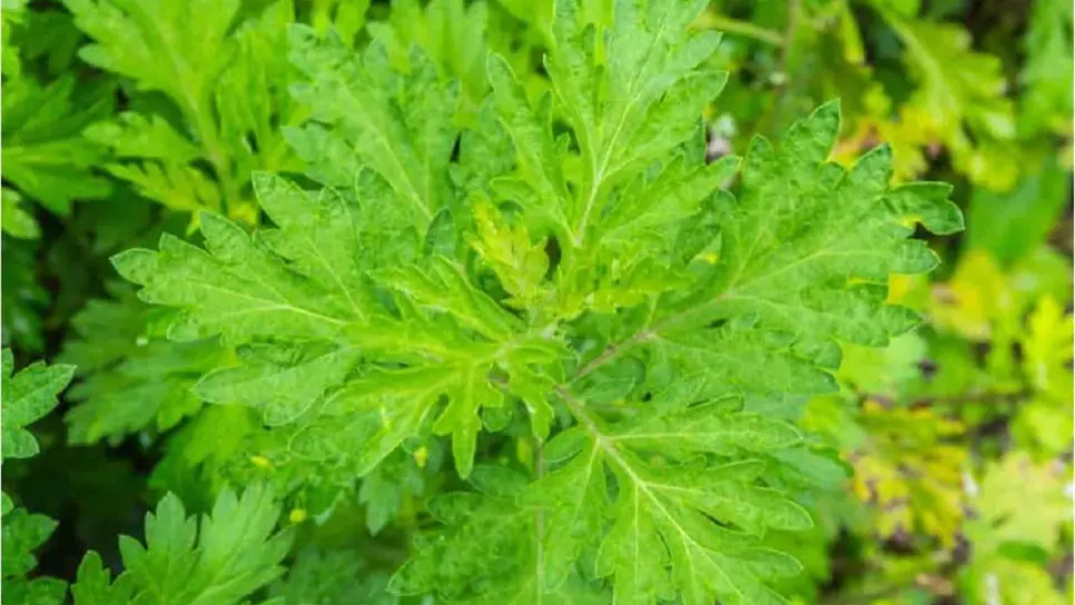 Artemisa annua, planta que utilizan para reforzar el sistema inmunológico.