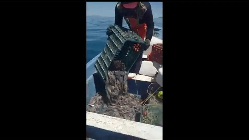 Se observa changuerismo como nunca antes visto: Canainpesca