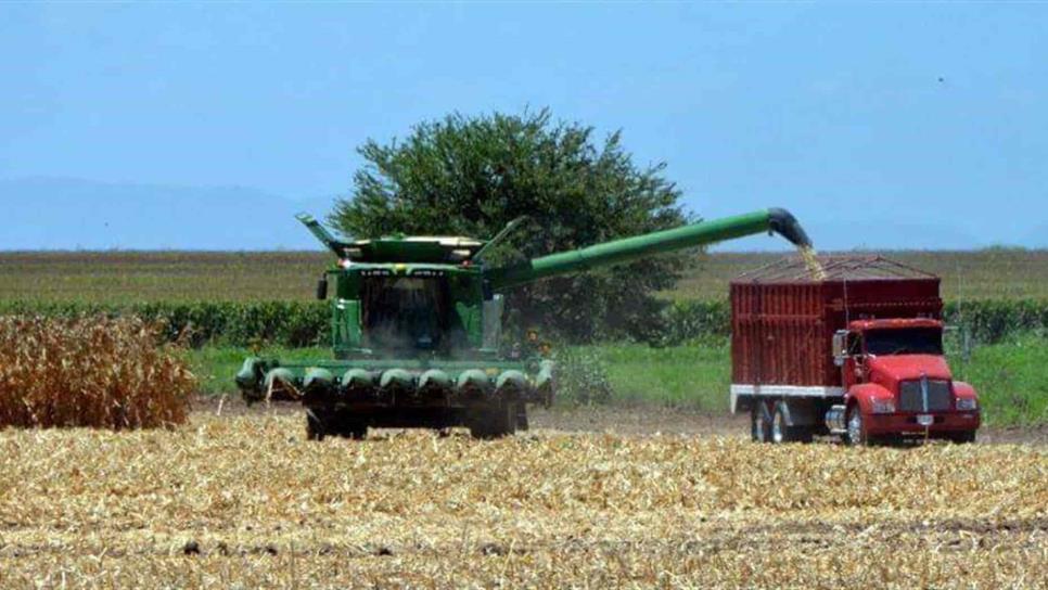 Sinaloa a punto de contratar el 100 % del maíz: SAyG
