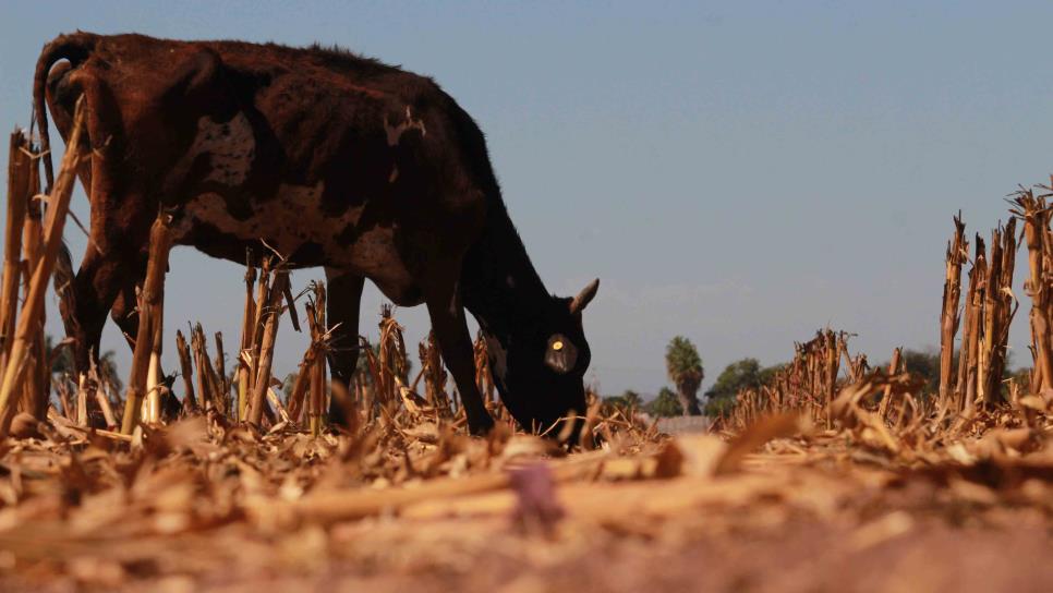 Sequía se refiere a pobreza, lamenta productor