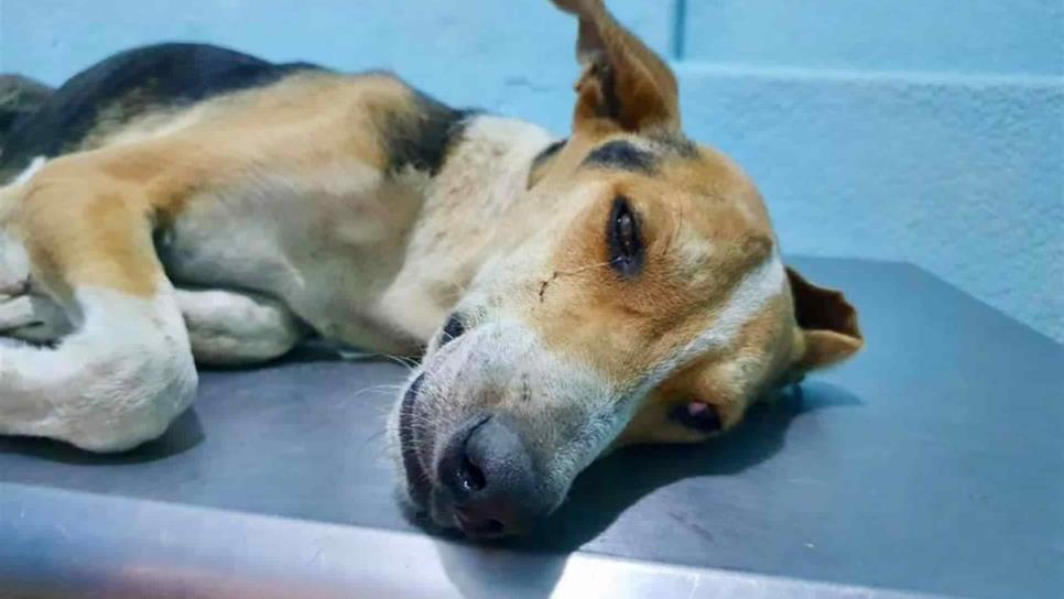 “Chuchito” no es el único: en 2020 han violado 2 perros más y en la misma colonia de Culiacán