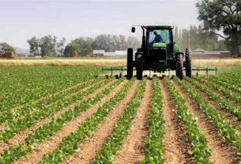 Bajo riesgo del productor establecimiento de dobles cultivos