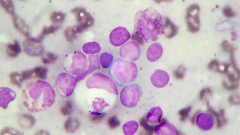 FOTO: eldemocrata.com