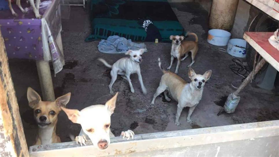 El agresor de Chuchito tenía 6 perros cautivos en su domicilio