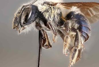 Reaparece en Florida abeja azul que se creía extinta