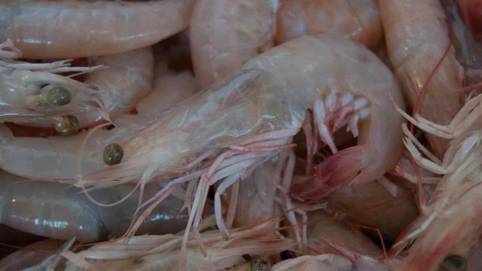Suspenden venta de camarón acuícola en Sinaloa
