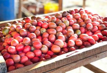 Toman medidas previo al inicio de la temporada de ciruelas en Concordia