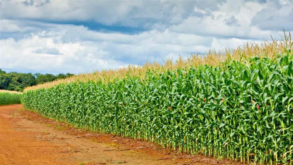 México importa el 39.3% del maíz que consume