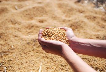 Suplemento de soja de trigo ayuda a prevenir la desnutrición